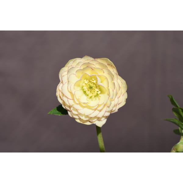 〈匿名発送〉073クリスマスローズ +047クリスマスローズ dd 匿名発送〉073クリスマスローズ +047クリスマスローズ dd