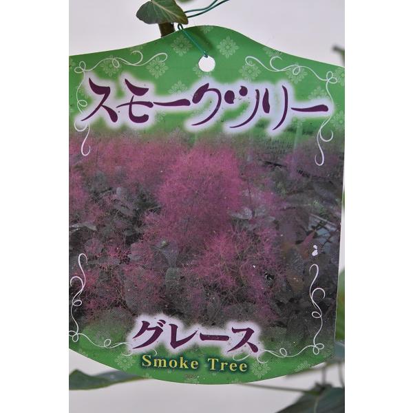 スモークツリー グレース 苗木 ギガランキングｊｐ
