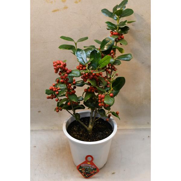 クリスマスホーリーはクリスマスシーズンなどに出回り、西洋ヒイラギの別名でも知られています。ヒイラギに似た形状の葉と赤い実が特徴のモチノキ科の常緑樹です。樹高約30cm　15cmプラ鉢