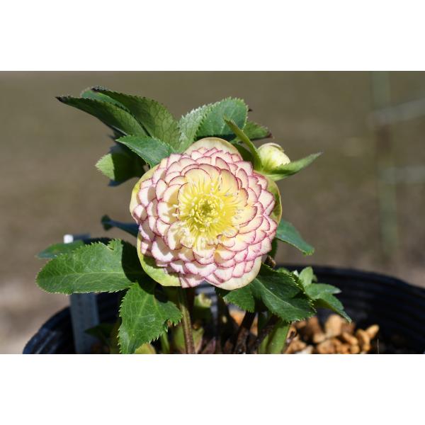 クリスマスローズ開花株 DDアフロディーテ 127 現品限り : 金井園芸