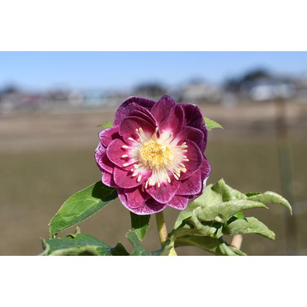 ㉖-129クリスマスローズ クリスマスローズ開花株 DD紅白の輝き 129 現品限り : 金井園芸 - 通販