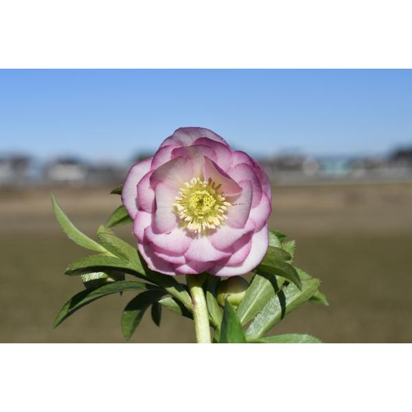 クリスマスローズ開花株 DDグロッシーカラー☆グロスピンク 137 現品