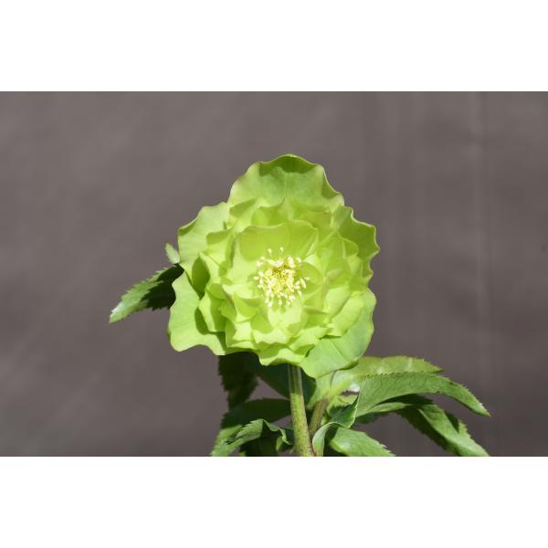 クリスマスローズ開花株 DDグロッシーカラー☆グロスグリーン 145 現品