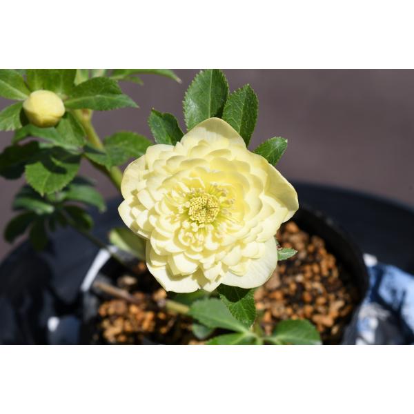 クリスマスローズ開花株 DDアフロディーテ 148 現品限り : 金井園芸