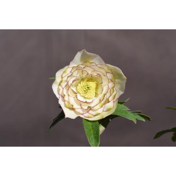 クリスマスローズ開花株 DDアフロディーテグリーンリップレッド