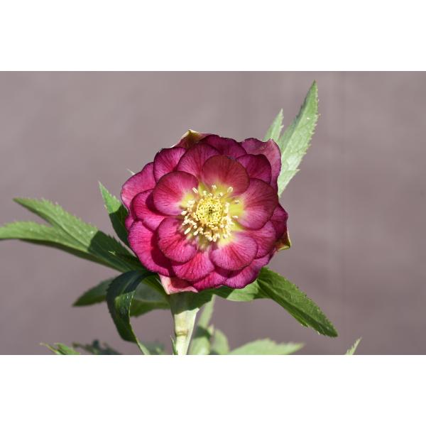 クリスマスローズ開花株 DDグロッシーカラー☆グロスレッド