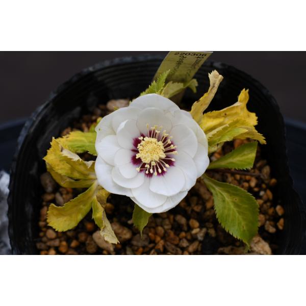 クリスマスローズ開花株 DDホワイトゴールドフラッシュ 158 現品限り