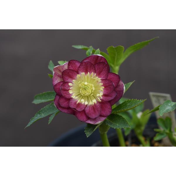 クリスマスローズ開花株 DDリバーシブルレッドベイン 159 現品限り