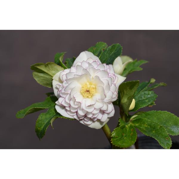 クリスマスローズ 開花実績株 DDホワイトゴールドスポット クリスマスローズ開花株 DDアフロディーテゴールド多弁咲きホワイト