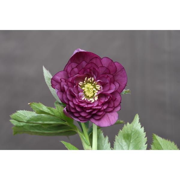 クリスマスローズ開花株 DD多弁咲きパープルレッド 161 現品限り