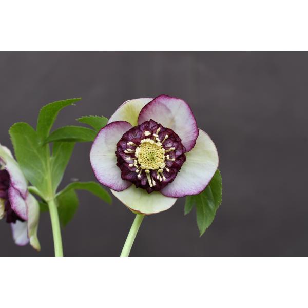 クリスマスローズ開花株 SD多弁咲きバイカラーピコティ 162 現品限り