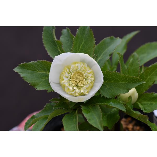 豪華！オリジナル交配種、クリスマスローズ、苗、開花株 豪華！オリジナル交配種、クリスマスローズ、苗、開花株