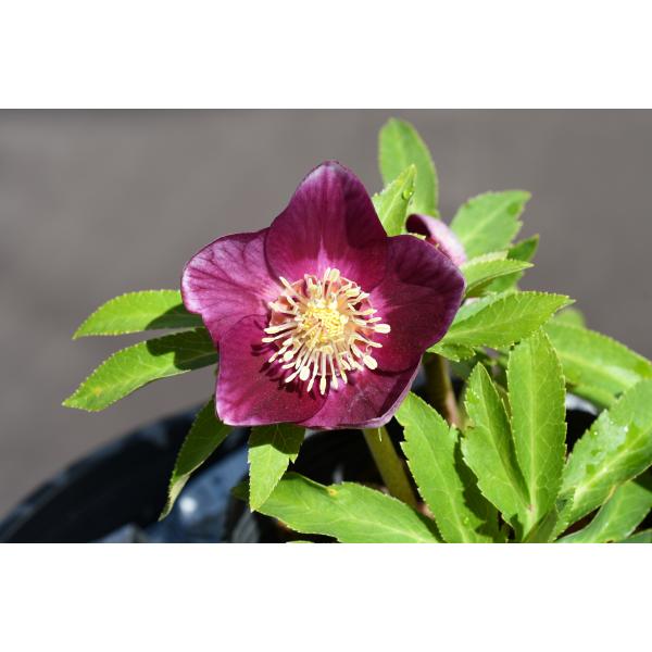 クリスマスローズ開花株 SDグロス系レッドゴールド 169 現品限り