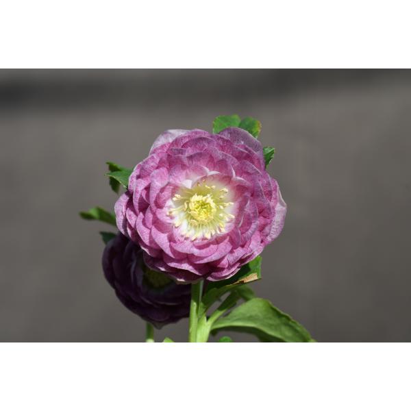 クリスマスローズ開花株 DDグラデーションアフロディーテ 170 現品限り