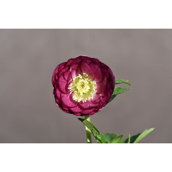 ㉖-176クリスマスローズ クリスマスローズ開花株 DDグロッシーカラー☆カップ咲きグロス