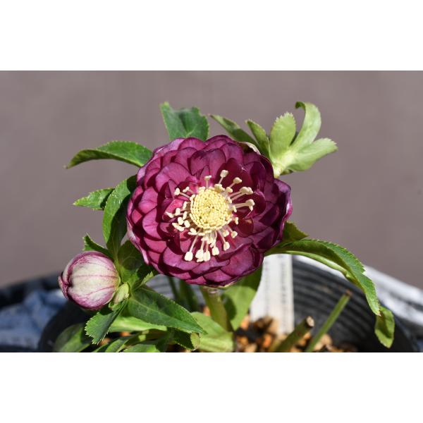 クリスマスローズ開花株 DDグロッシーカラー☆グロス多弁系