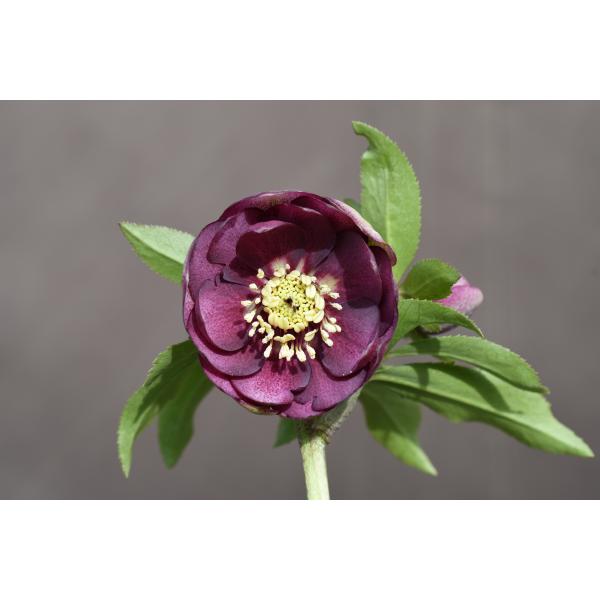 クリスマスローズ　ミスティークdd クリスマスローズ ミスティークdd