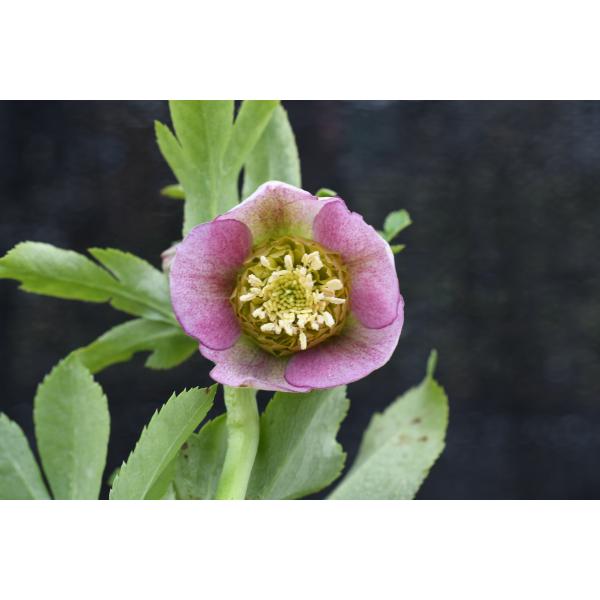 ✱RIKO✱　クリスマスローズ クリスマスローズ開花株 SD系多段ネクタリ―リバーシブルピンクミスト