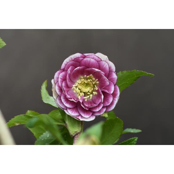 クリスマスローズ開花株 DDプリマヴェーラ 192 現品限り : 金井園芸