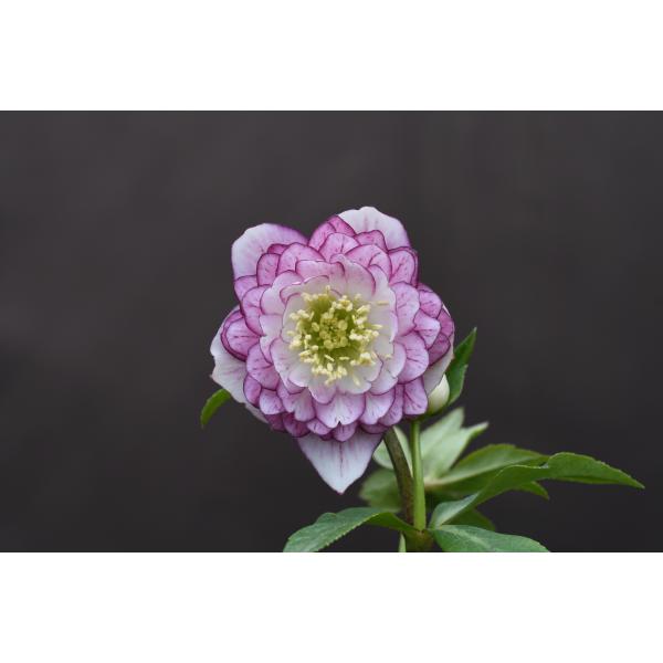 かーくん クリスマスローズ 開花実績株 DDピンクグラデーション 楽天