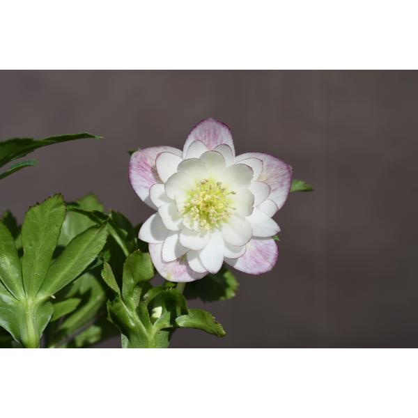 りーちゃん クリスマスローズ 株分け SSホワイトぼかしピンク りー