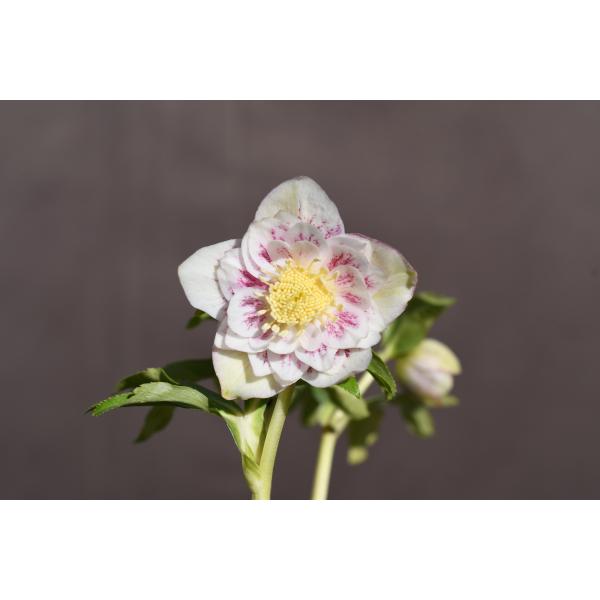 クリスマスローズ開花株 DDプリマヴェーラゴールド 224 現品限り