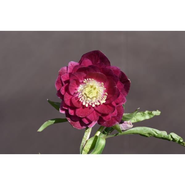 クリスマスローズ開花株 DDグロッシーカラー☆グロスレッド底白系 230