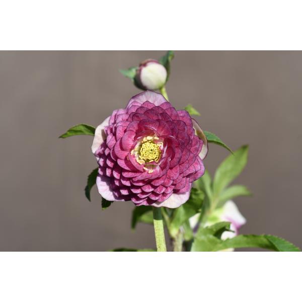 クリスマスローズ開花株 DDシャガール 231 現品限り : 金井園芸 - 通販