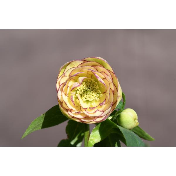 クリスマスローズ 開花実績株 SSイエローピコティ クリスマスローズ開花株 DD毬姫イエローピコティ 233 現品限り : 金井