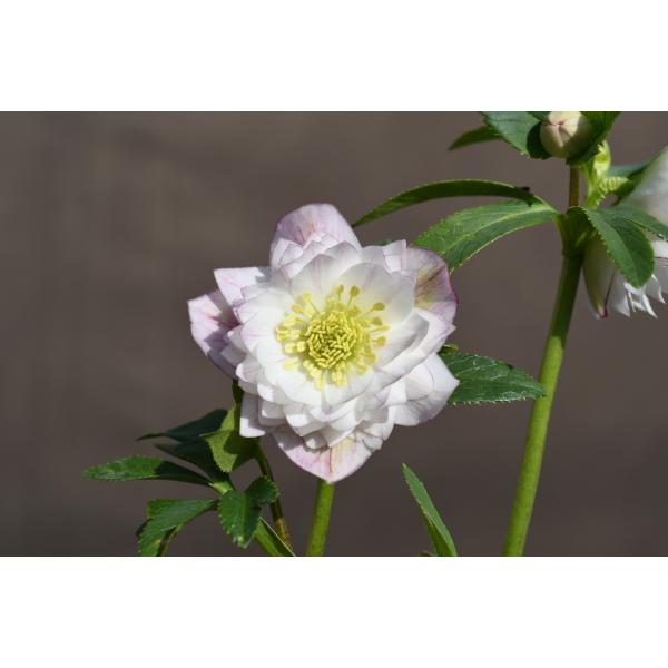 クリスマスローズ開花株 DD多弁咲き系ホワイトソフトグラデーション