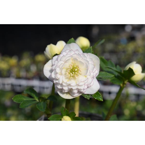 クリスマスローズ開花株 DDホワイトアフロディーテ 239 現品限り