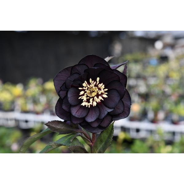 クリスマスローズ開花株 DD赤蕊ダークグレープ 242 現品限り : 金井