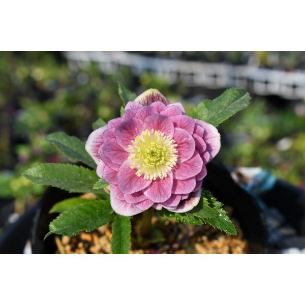 クリスマスローズ開花株 DDリバーシブルグラデーション 238 現品限り