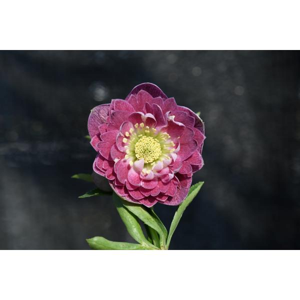 クリスマスローズ開花株 DD多弁咲きリバーシブルレッドホワイトエッジ