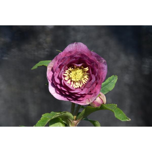 クリスマスローズ開花株 DDアンティークアフロディーテ 245 現品限り