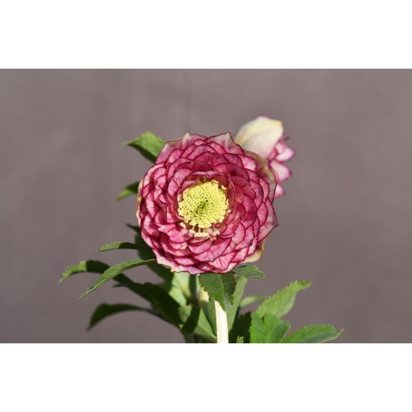 クリスマスローズ開花株 DDグロッシーカラー☆多弁咲きリバーシブル