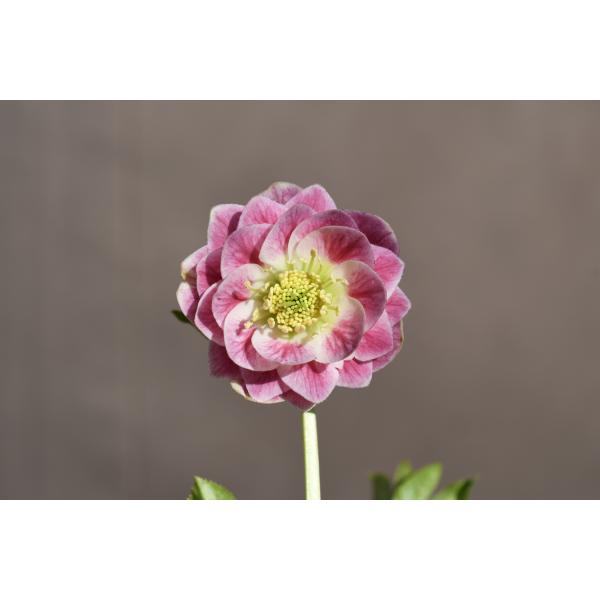 クリスマスローズ開花株 DDリトルプリマヴェーラ 258 現品限り : 金井