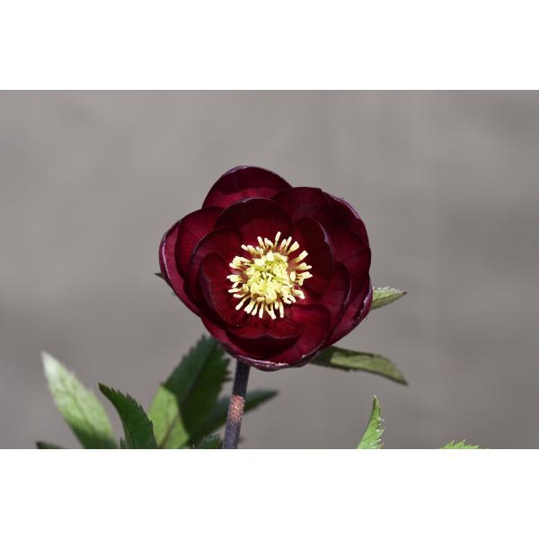 クリスマスローズ開花株 DDキラメキ☆レッド 260 現品限り : 金井園芸