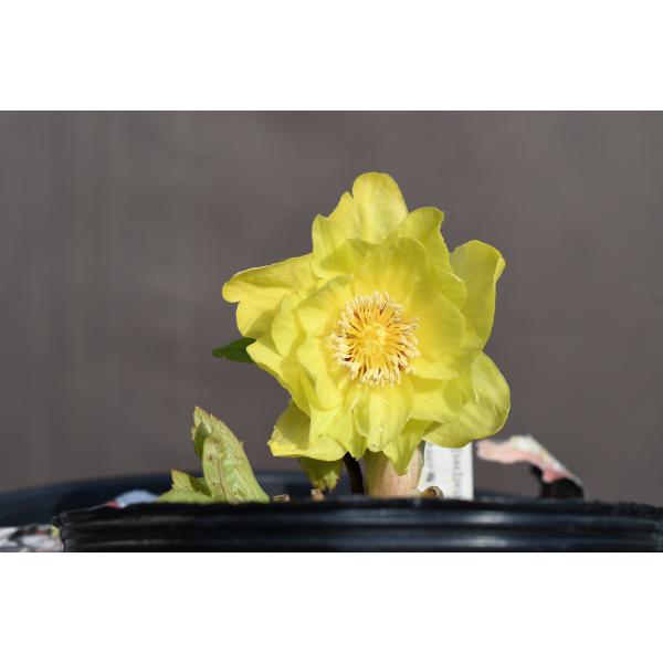 クリスマスローズ開花株 DDグリーンゴールドフラッシュ 266 現品限り