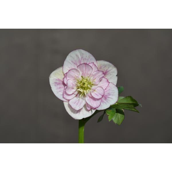 クリスマスローズページ クリスマスローズ開花株 SDDフレグランスホワイトグラデーション 263