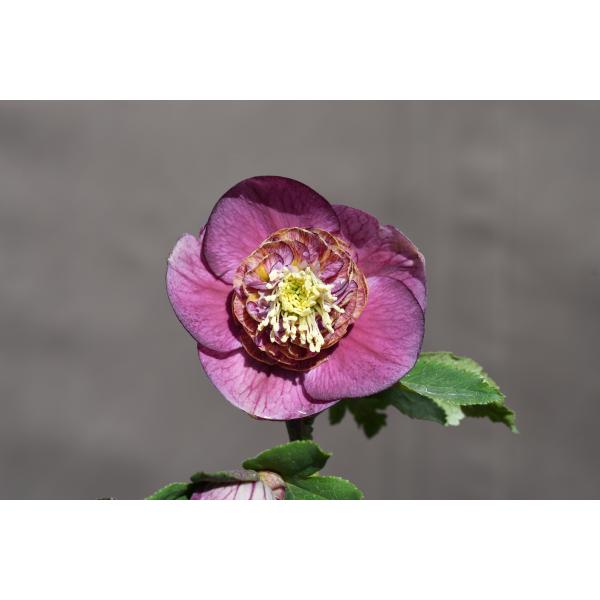 クリスマスローズ開花株 SDアンティークモーリー 273 現品限り : 金井