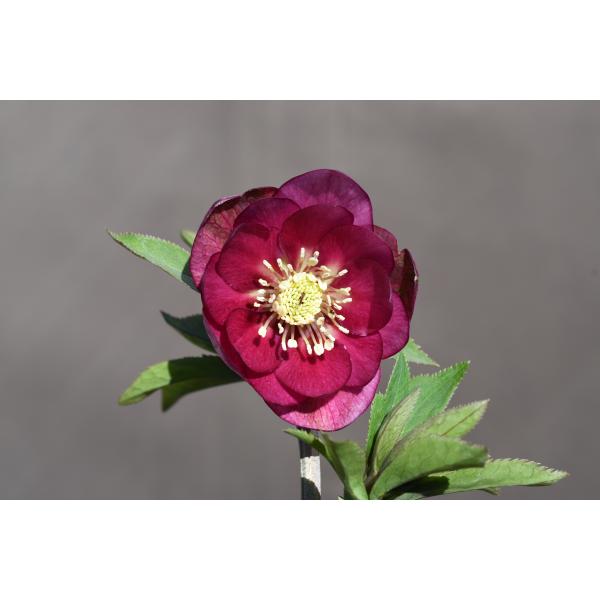 クリスマスローズ開花株 DDグロッシーカラー☆グロスローズレッド 274