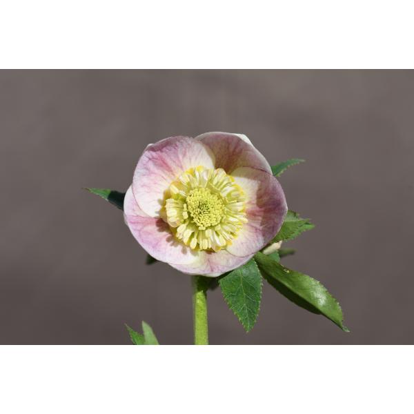 認定　sdプリマヴェーラ クリスマスローズ クリスマスローズ 認定sdプリマヴェーラ 加藤農園 - メルカリ