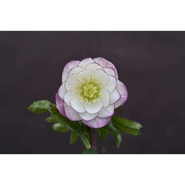 クリスマスローズ開花株 DDレッドエンジェル 283 現品限り : 金井園芸