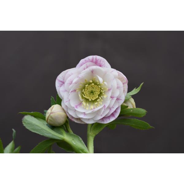 カン クリスマスローズ 開花予定株 SDノスタルジア×DD極小輪蜃気楼 カン様専用 クリスマスローズ 開花予定株 SDノスタルジア×DD極小輪