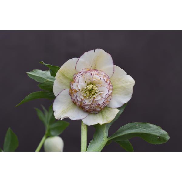 クリスマスローズ開花株 SDモーリーアイボリーホワイトピコティ