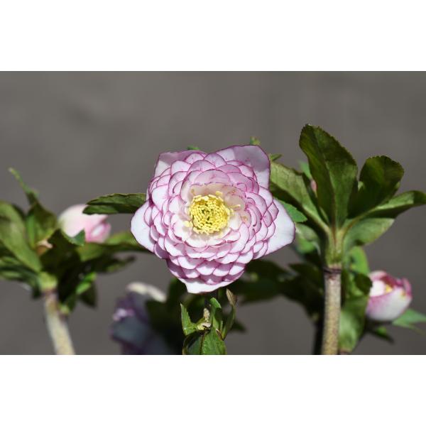 ♡開花中♡クリスマスローズ　DDホワイトピコティ　カップ咲き　充実株！ クリスマスローズ開花株 DDホワイトアフロディーテ多弁咲きホワイト