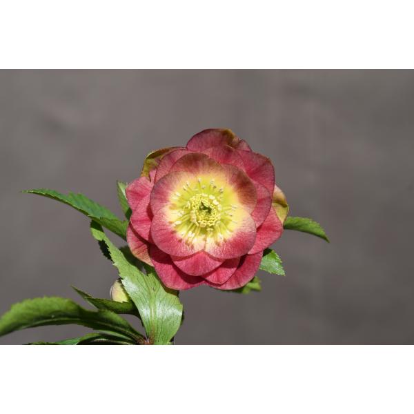 クリスマスローズ開花株 DDグロッシーカラー☆グロスイエローコーラル