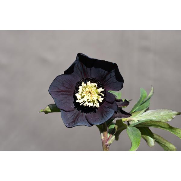 クリスマスローズ開花株 SD多弁咲き系ブラック 304 現品限り : 金井
