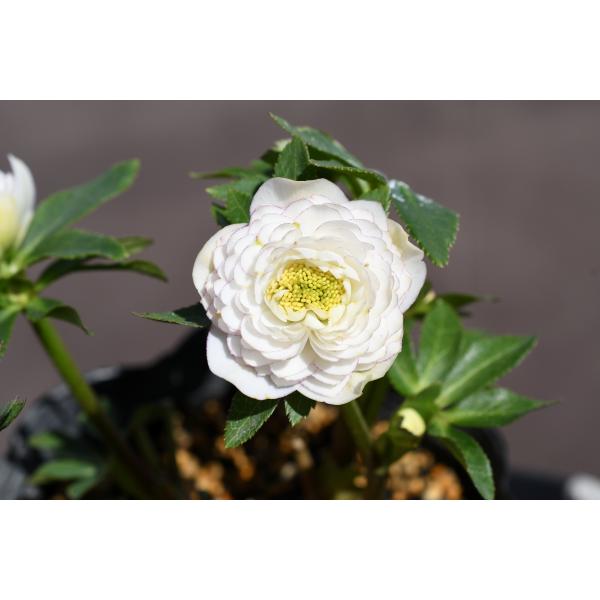 クリスマスローズ開花株 DDホワイトアフロディーテ 307 現品限り